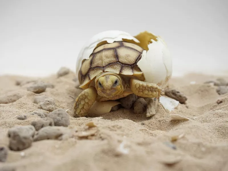 African Sulcata Tortoise