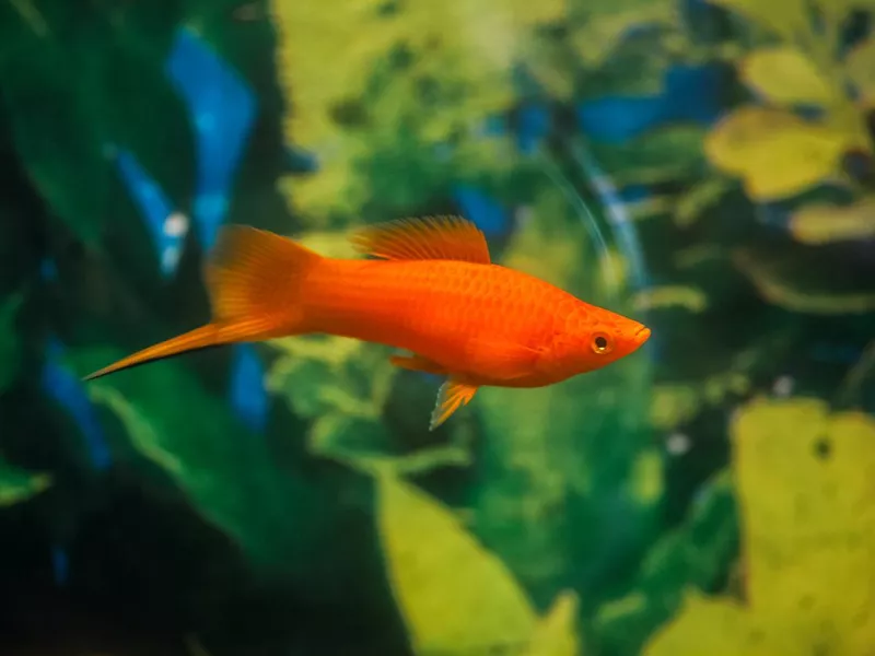 Swordtail Fish