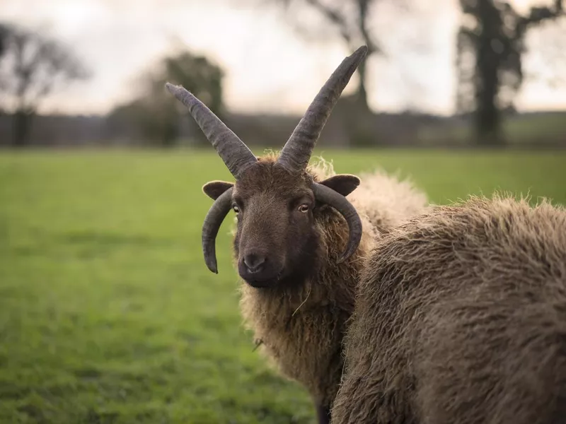 Shetland Sheep