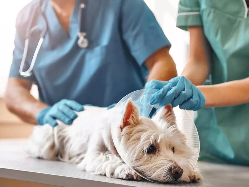 Vets with dog