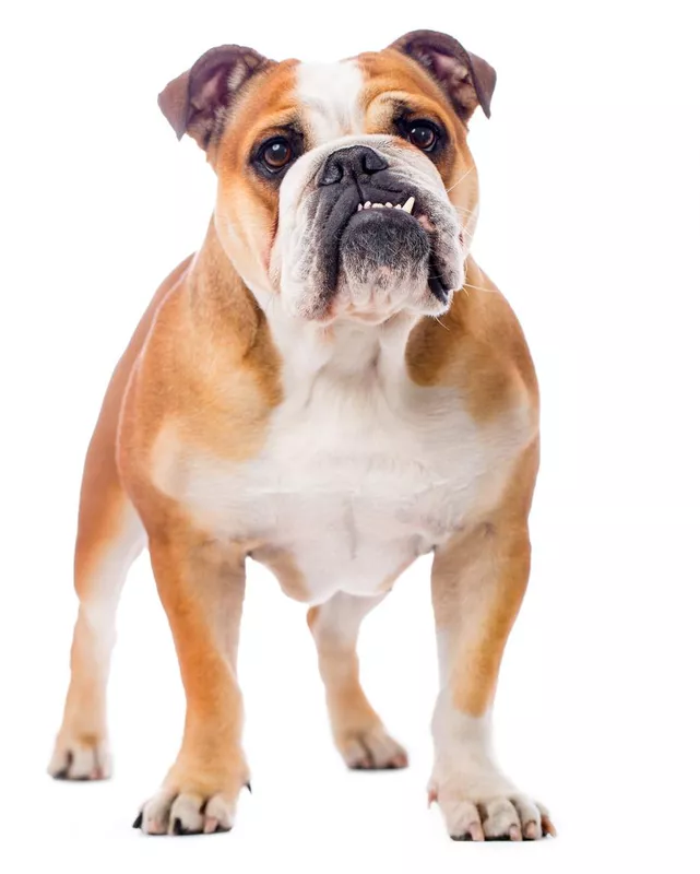 English bulldog