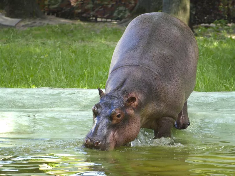The cub of a hippopotamus in the Kiev zoo