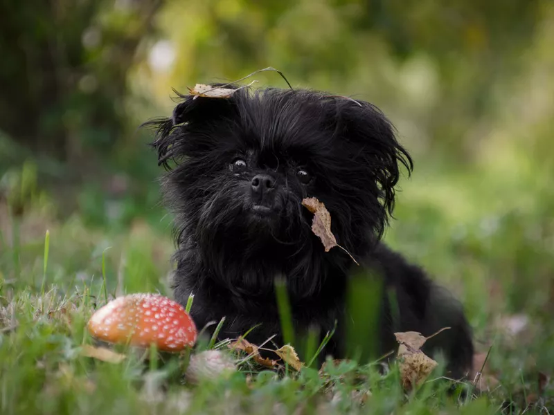 Affenpinscher