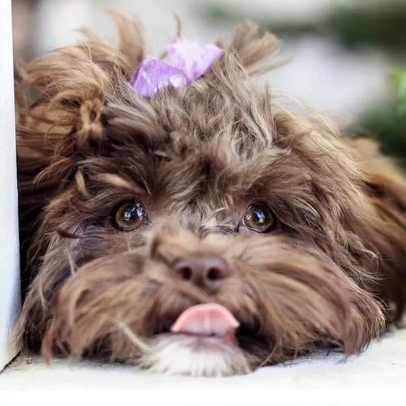 Little Shih Tzu Puppy