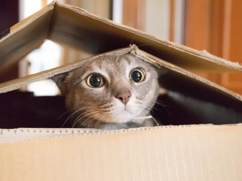 Cat playing peek a boo in a box