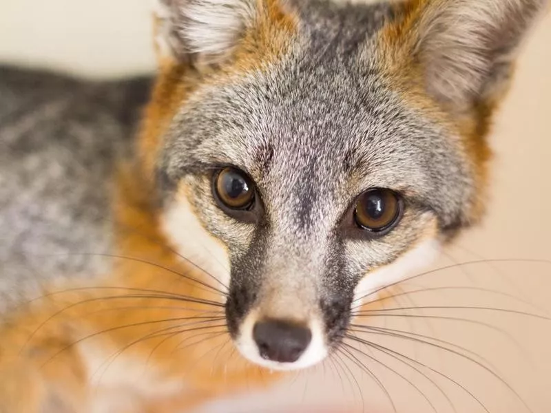 fox