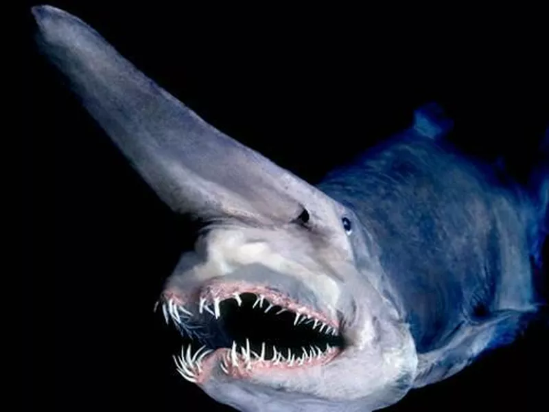 Goblin Shark