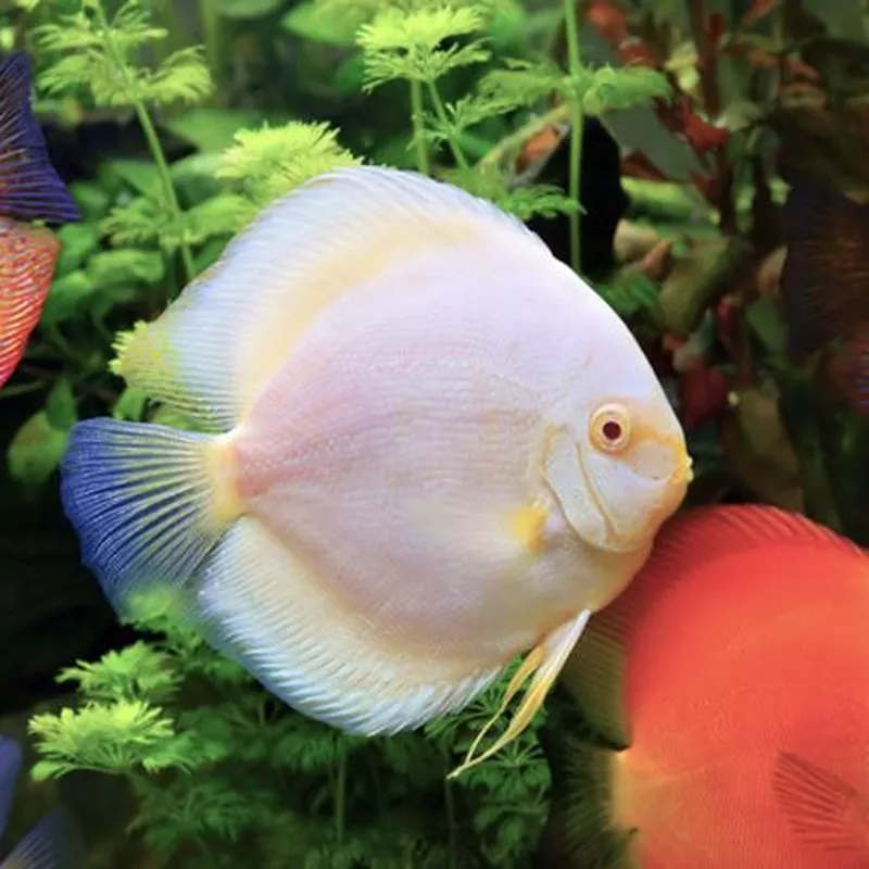 Snow White Discus Fish