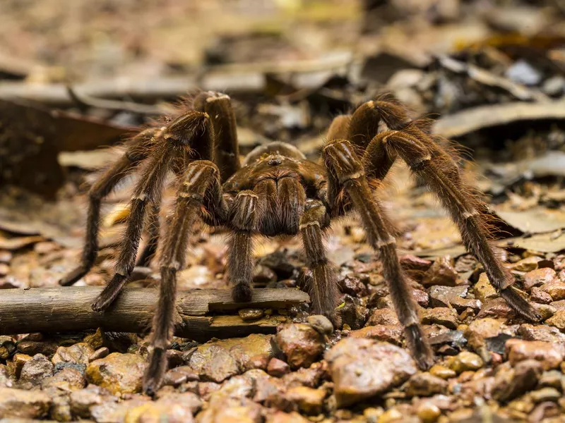 Goliath bird-eating spider, Theraphosa blondi