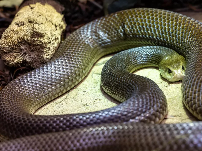 Coastal Taipan