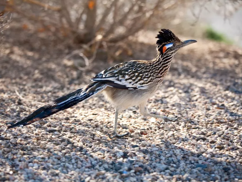 Road runner