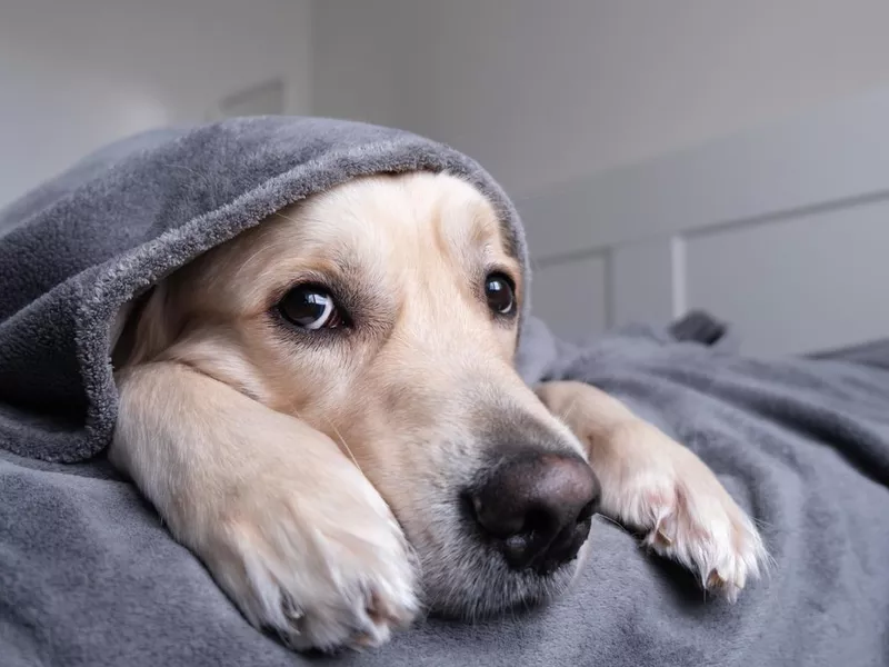 The dog sits on the bed under a gray blanket. A golden retriever in a modern bedroom is looking at the camera. The concept of pets in a cozy home.