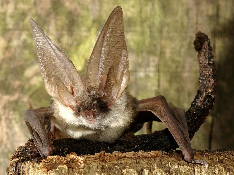 Brown Long-Eared Bat