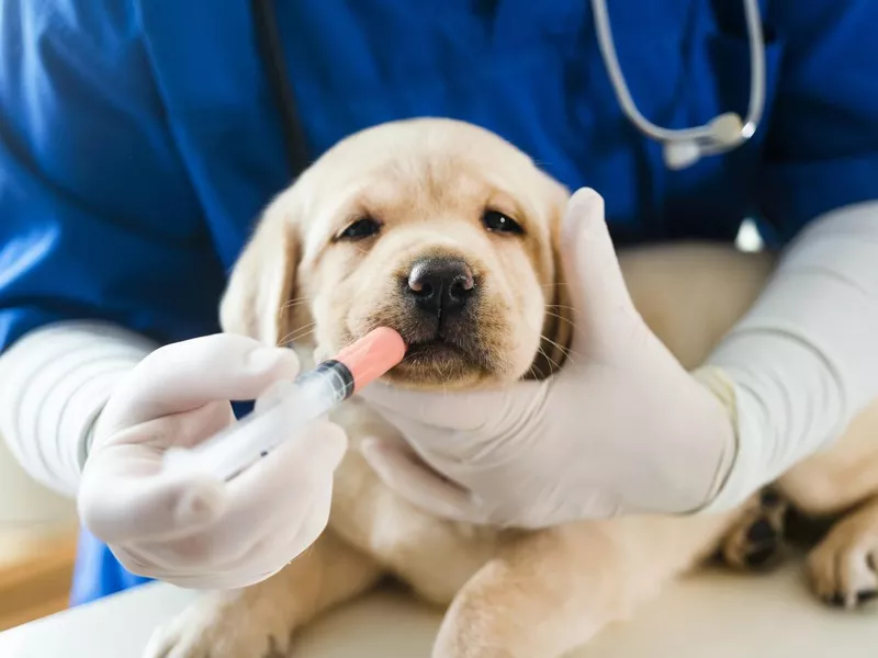 Puppy getting medecine