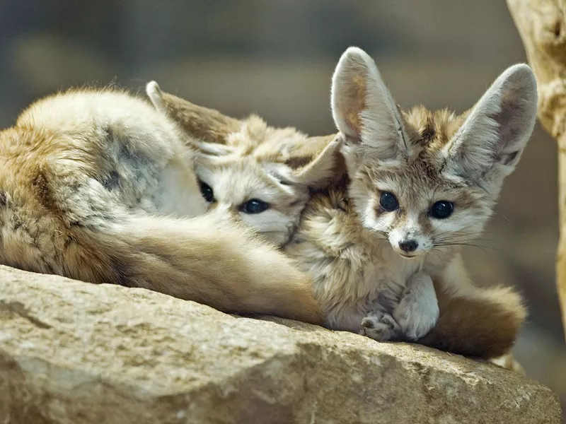 Fennec Fox