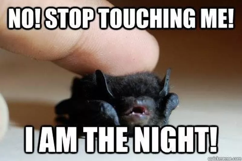 Bat night