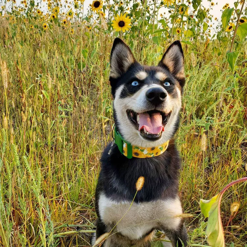 Bottom Line: Husky Shiba Inu Mix