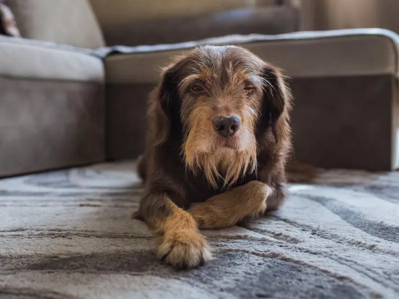 Senior female dog mixed breed lying down