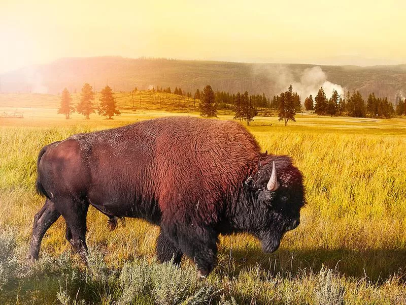 Yellowstone