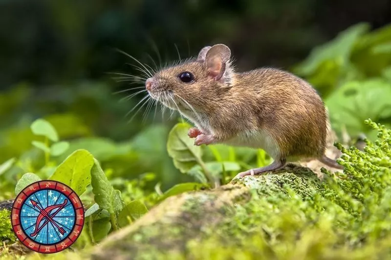 Mouse