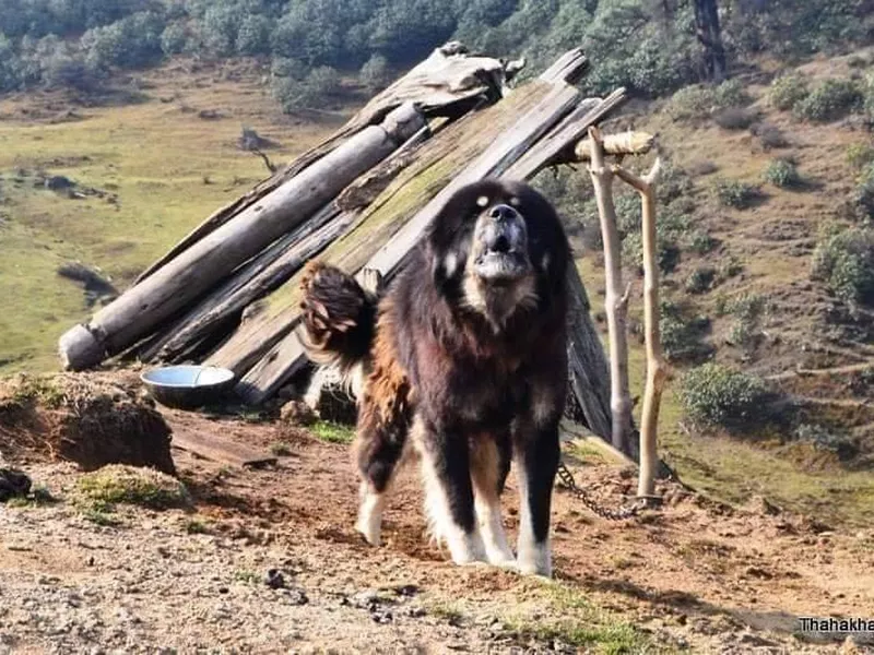 Tibetan Mastiff in Nepal