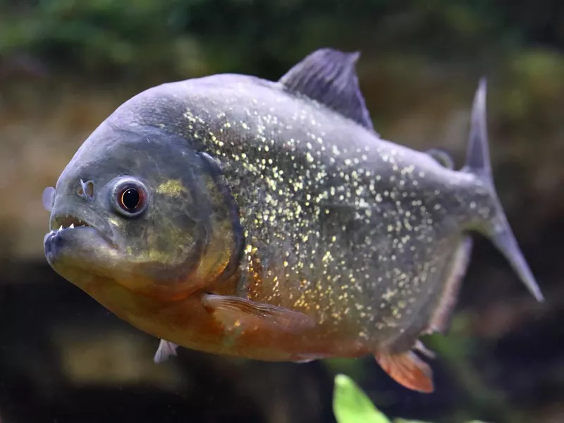 Piranha