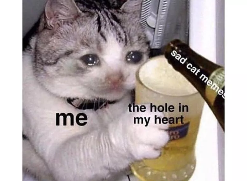 Sad cat holding a beer