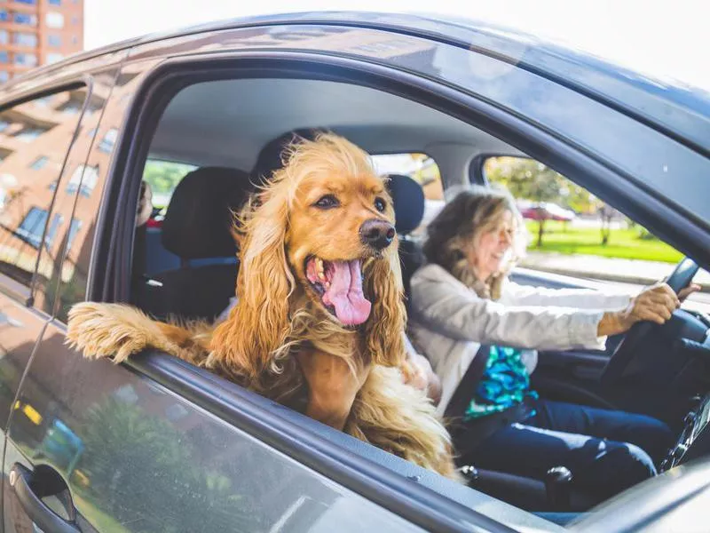 Cocker spaniel in the car