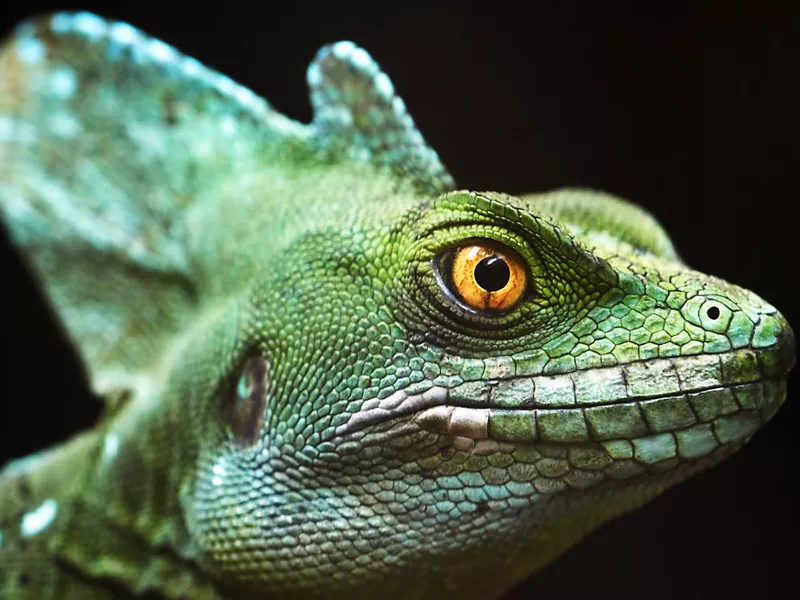 Labord's Chameleon