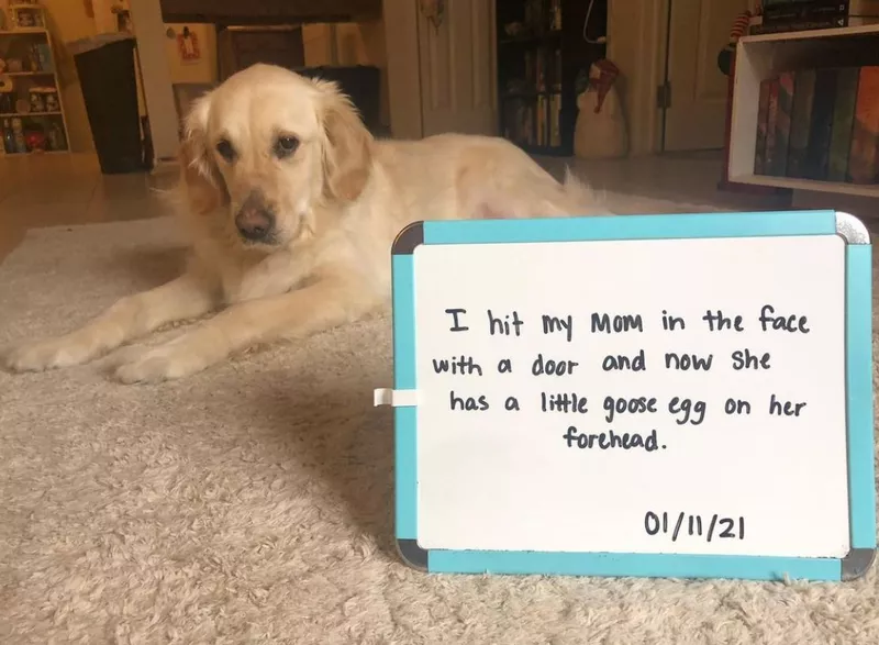 Dog hit mom in the face with a door