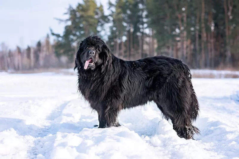 Newfoundland in snow