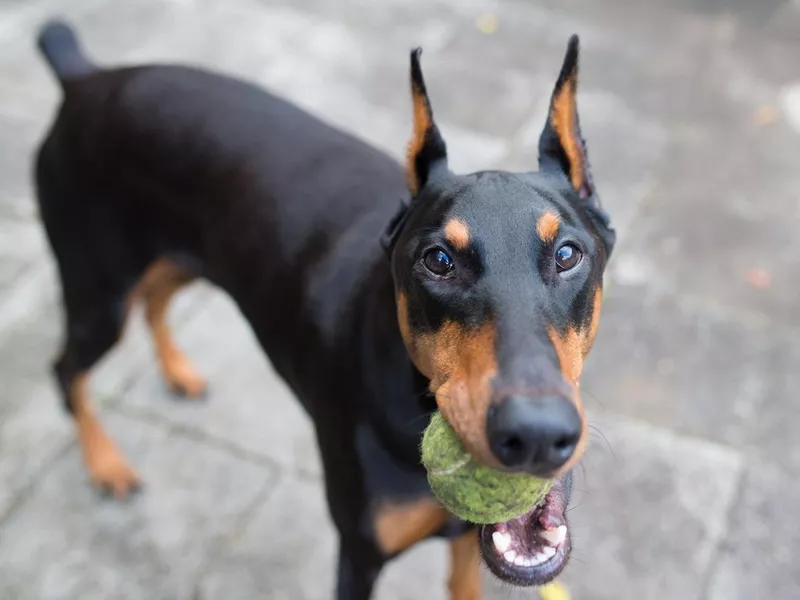 Doberman pinscher with tennis ball