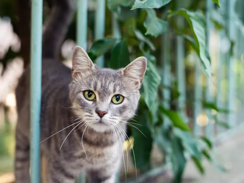 Curious kitten looking at the camera