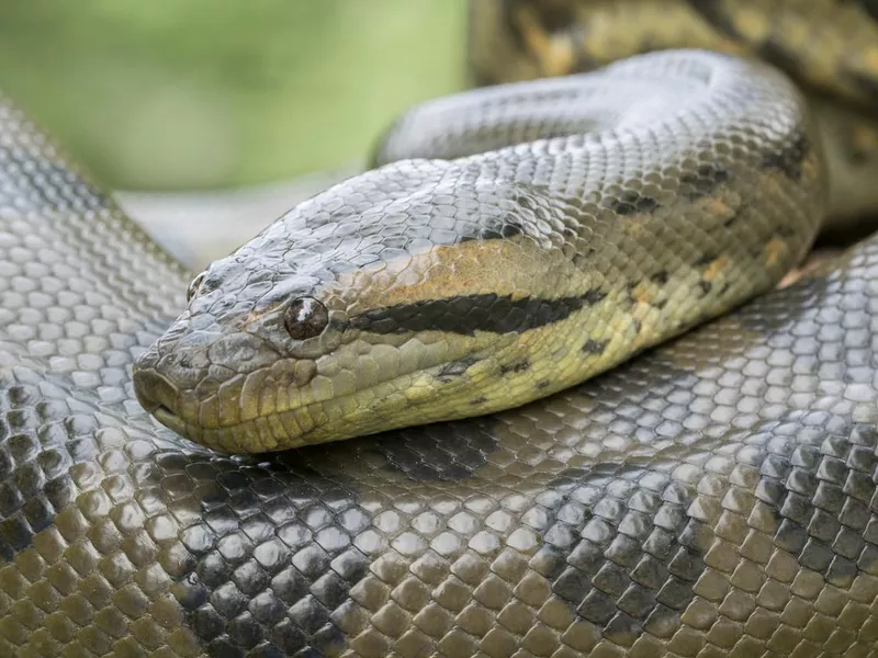 Green Anaconda Snake