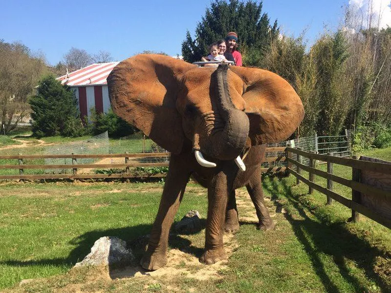 Natural bridge zoo elephant