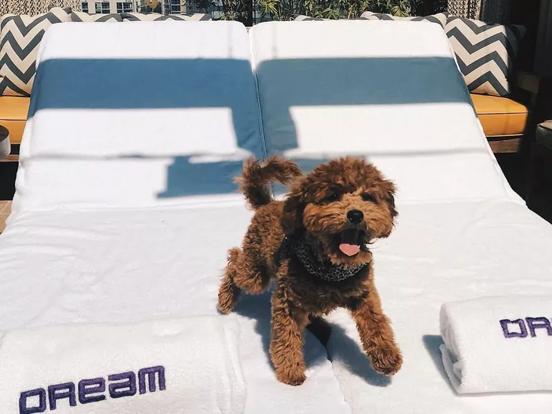 Pup at Dream Hollywood