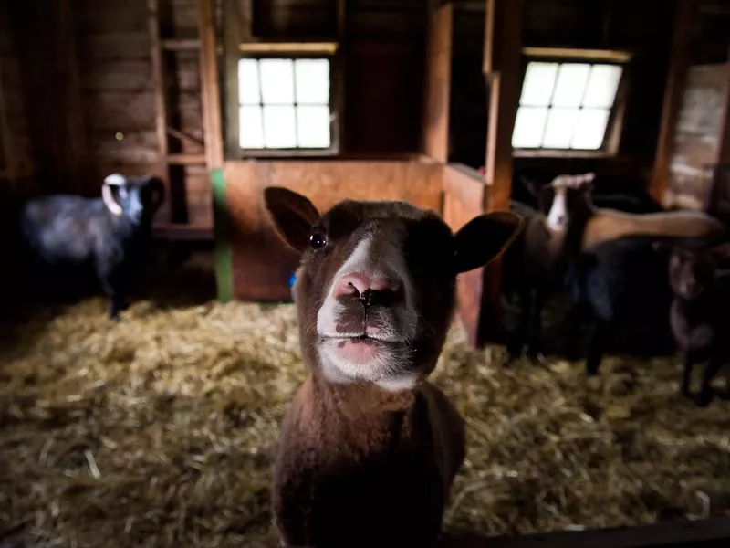 Curious Shetland sheep