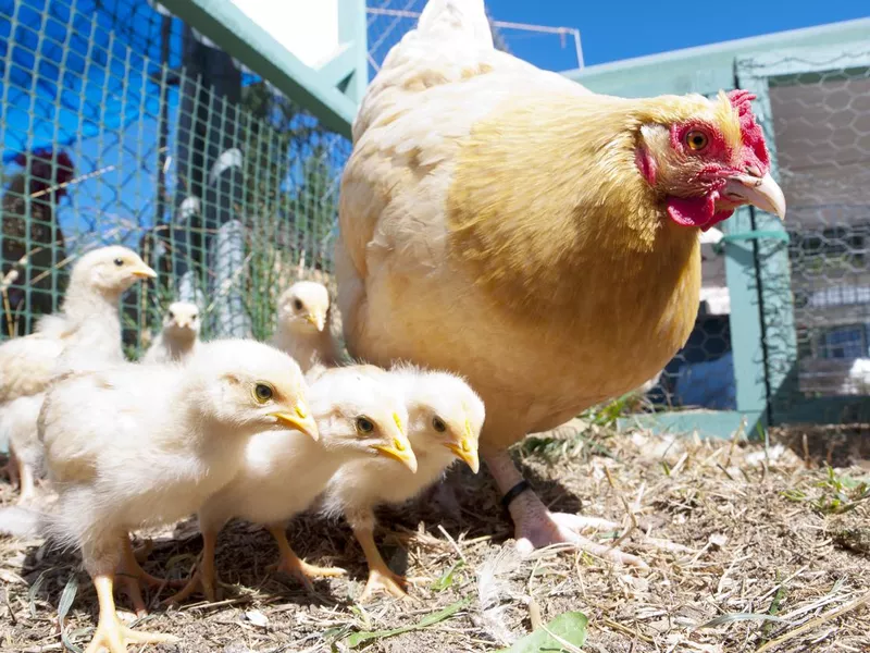 Buff Hen and Chicks