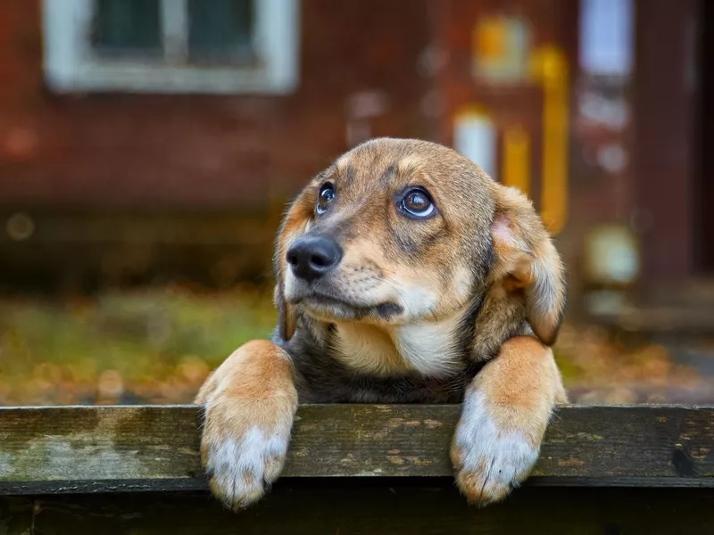 Little brown stray dog on the street