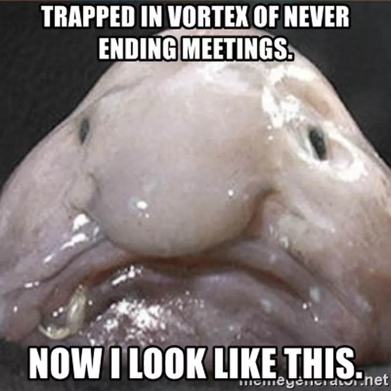 Blob fish meeting meme