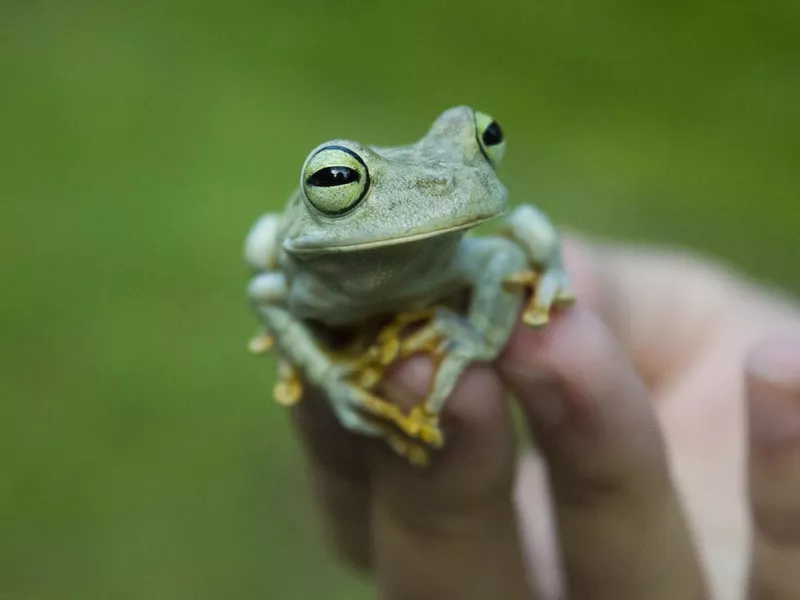 Emerald-eyed tree frog