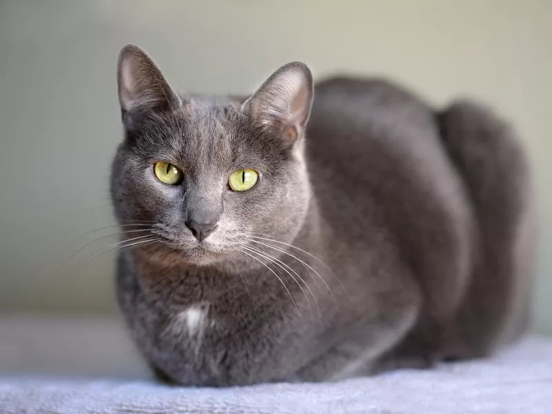Korat cat resting