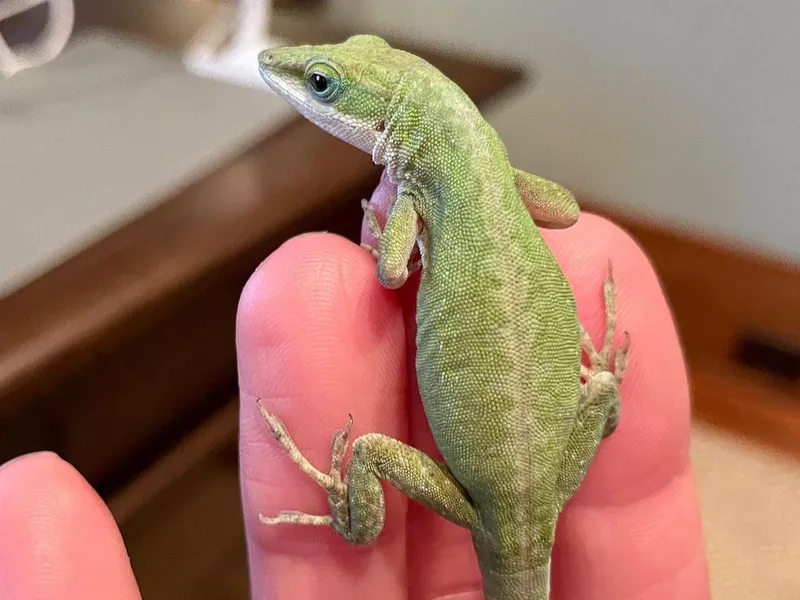 Green Anole