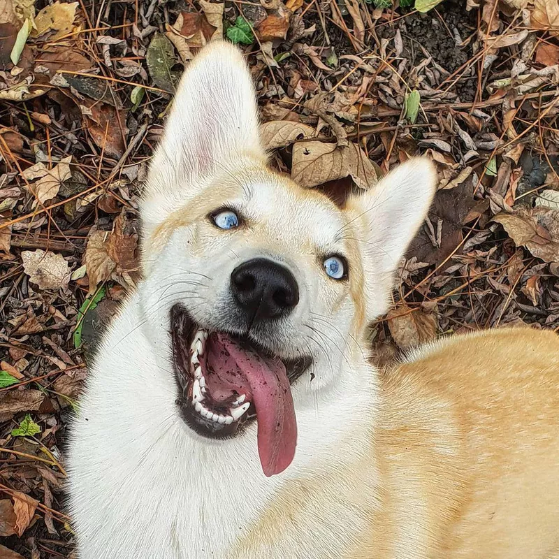 Fun Fact: Husky Corgi Mix
