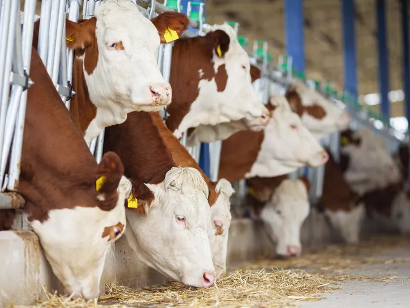 Simmental cows in a row