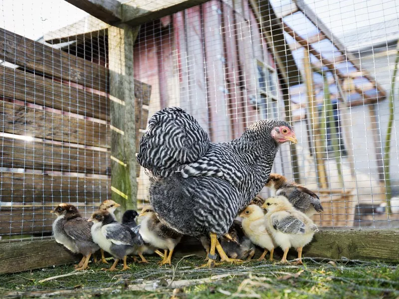 Hen Strutting Around Her Outdoor Coop