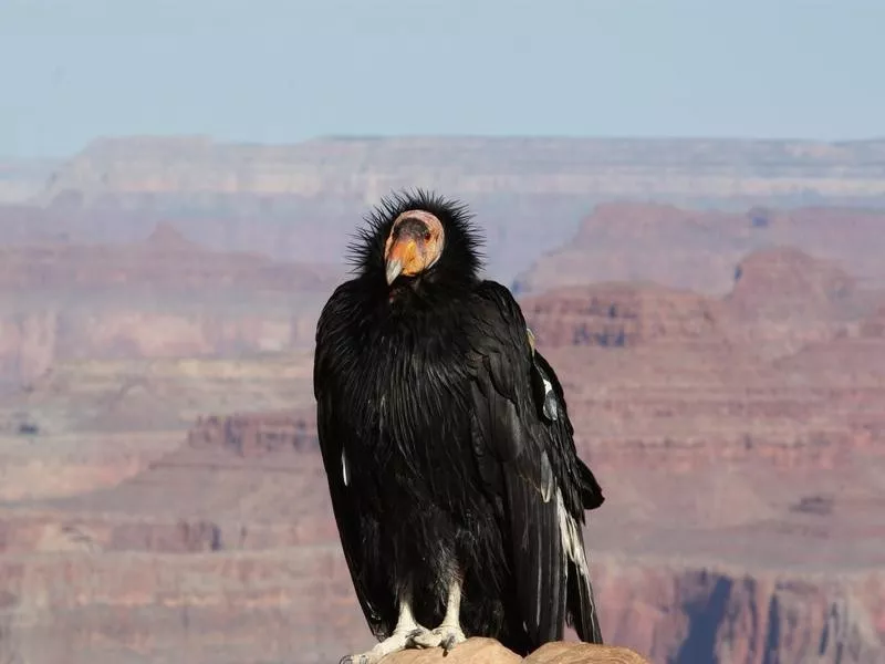 condor