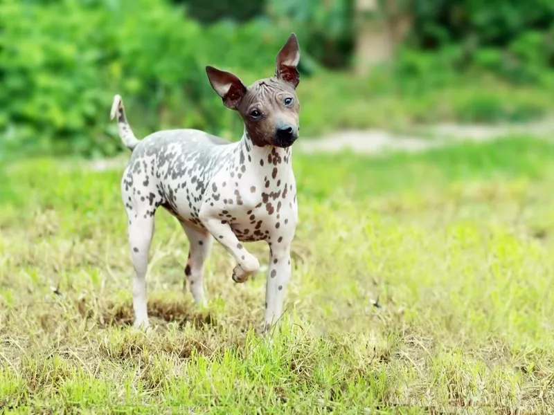 American Hairless Terrier