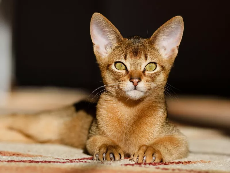 Abyssinian
