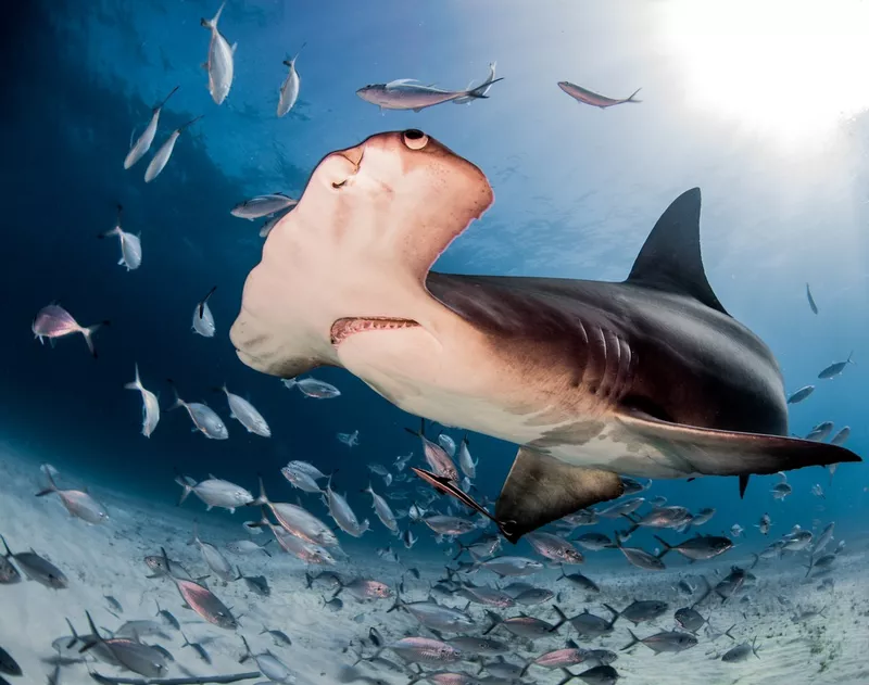 Hammerhead shark